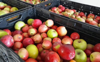 Bundesforste und Biosphärenpark Wienerwald spenden rund 500 kg Streuobst an Die Tafel Österreich